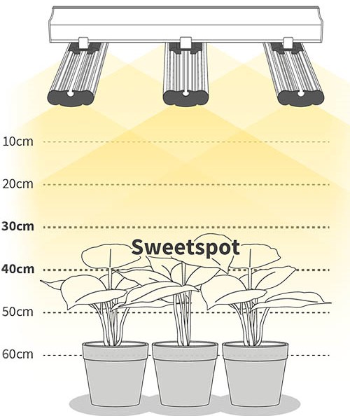 Greenception GCx-Serie sweetspot optimaler Abstand zur Pflanze